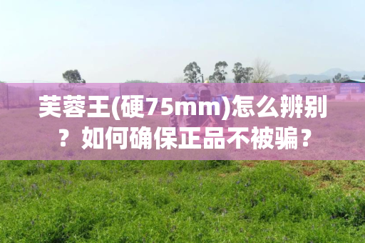 芙蓉王(硬75mm)怎么辨别？如何确保正品不被骗？